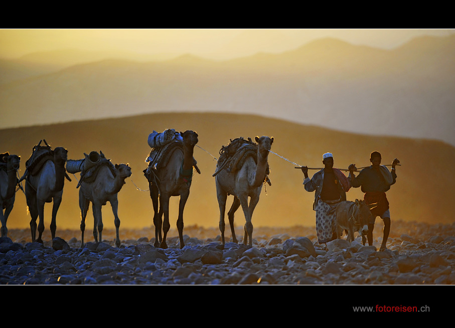 Kamelkarawane in der Wüste Danakil