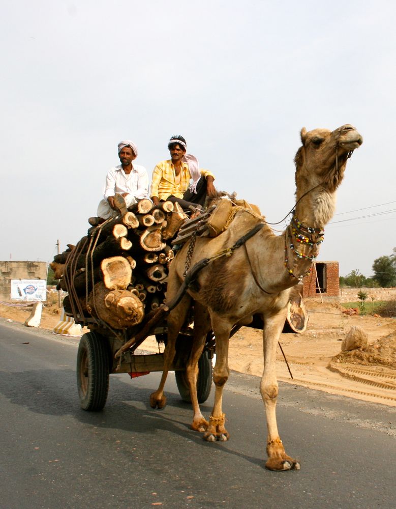 Kamelkutsche in Indien von Gudrun2145 