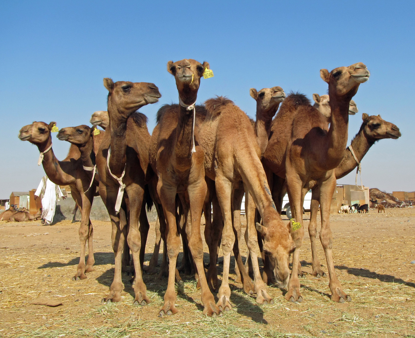 Kamelmarkt, Ägypten 2016