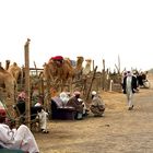 Kamelmarkt in Al Ain