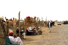 Kamelmarkt in Al Ain