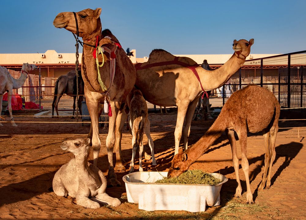 Kamelmarkt in Al Ain