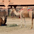 Kamelmarkt in Al Ain