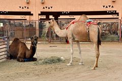 Kamelmarkt in Al Ain