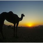 Kamelmarkt in Pushkar, Rajasthan, Nordindien, Bild 01