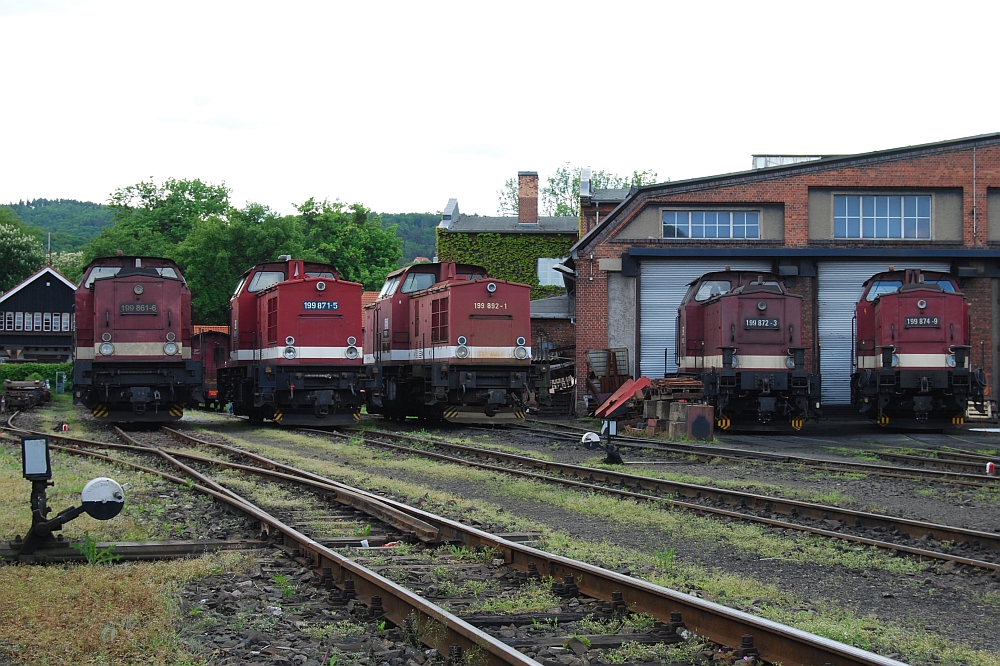 Kamelparade in Wernigerode