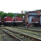 Kamelparade in Wernigerode