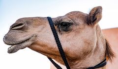 KameLporträt in Al Ain