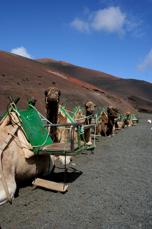 Kamelreiten im Timanfaya Nationalpark