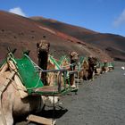 Kamelreiten im Timanfaya Nationalpark