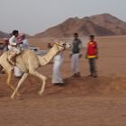 Kamelrennen in Megre