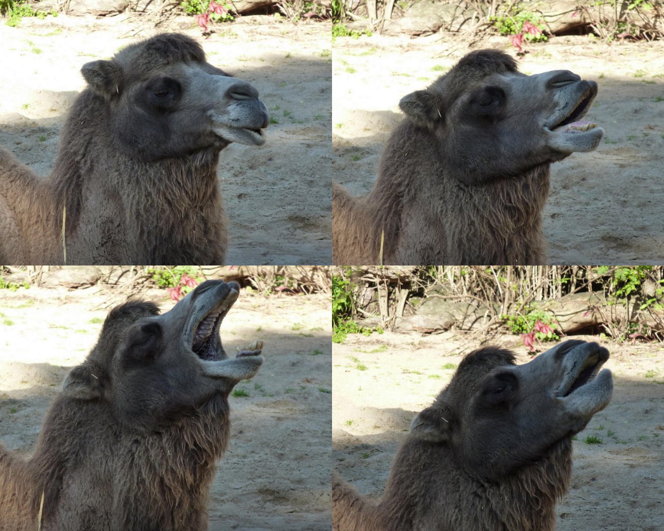 Kamelstudie im Kölner Zoo