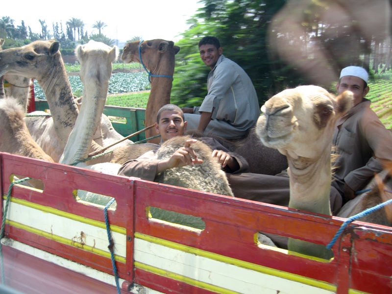 Kameltransport einmal andersrum / Camel transport once differently