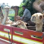 Kameltransport einmal andersrum / Camel transport once differently