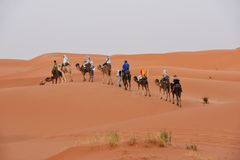 Kameltrekking im Erg Chebbi 