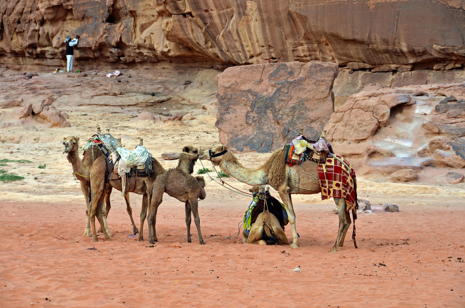 Kamelversammlung im Wadi Rum in Jordanien