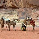 Kamelversammlung im Wadi Rum in Jordanien