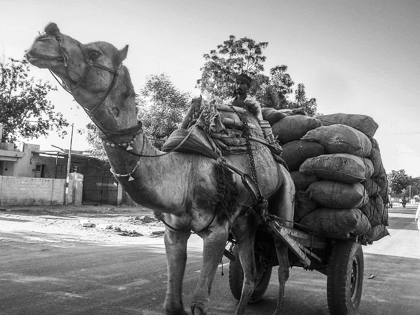 Kamelwagen, irgendwo in Rajasthan