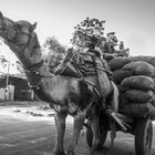 Kamelwagen, irgendwo in Rajasthan