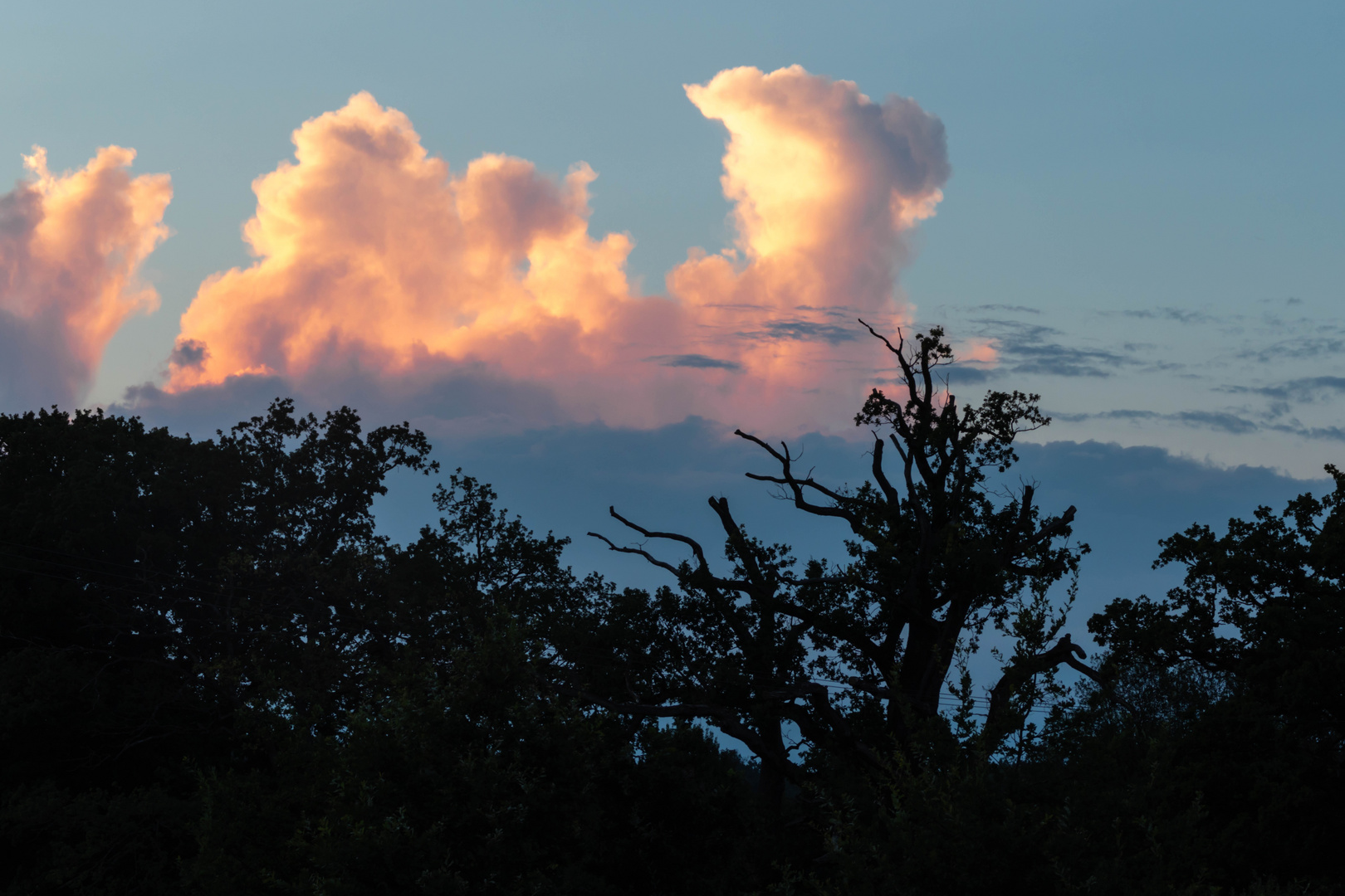 Kamelwolke (1 von 1)