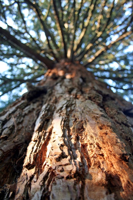 Kamera küsst Baum