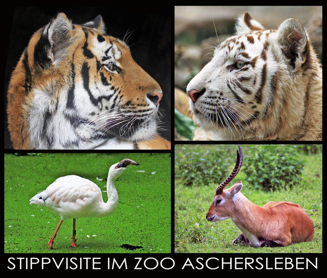 KAMERA-PIRSCH IM ZOO