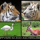 KAMERA-PIRSCH IM ZOO