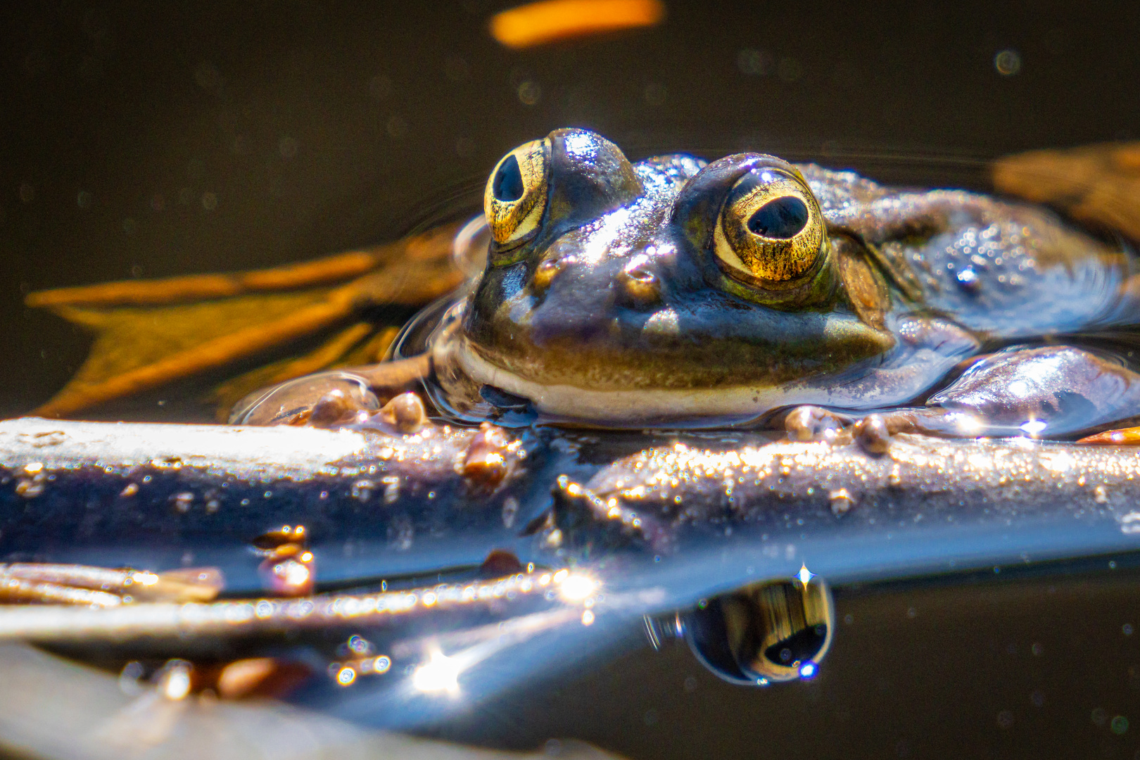 Kamerad Frosch