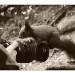 Kamerageiles Hörnchen