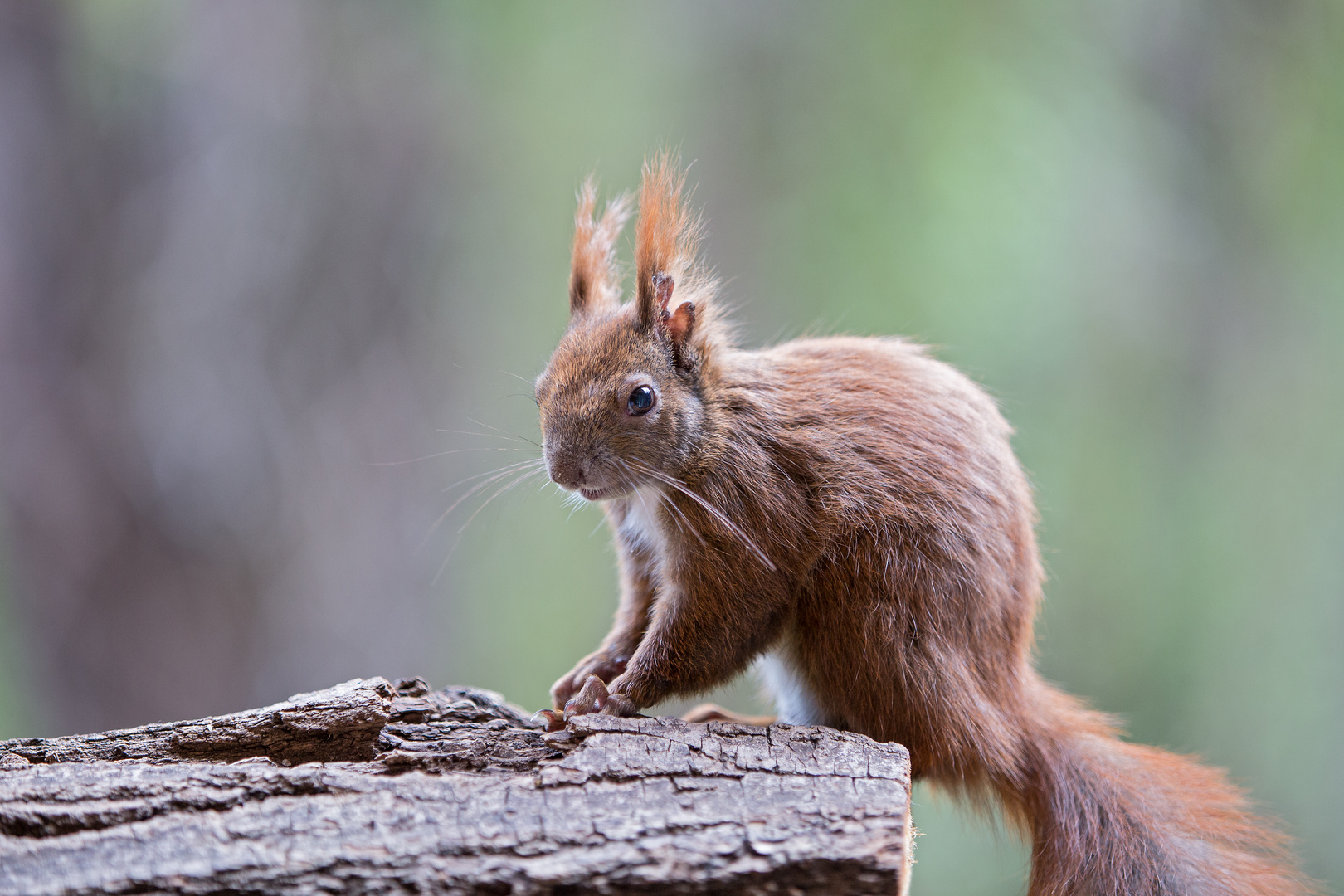 KAMERATESTHÖRNCHEN