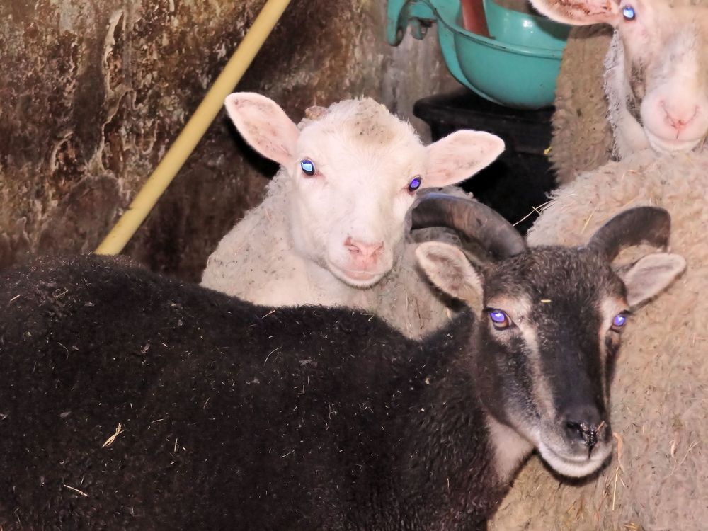 Kamerun Schaf und Merino Schaf