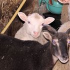 Kamerun Schaf und Merino Schaf
