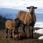 Kamerun Schafe mit Babys - es wird Frühling