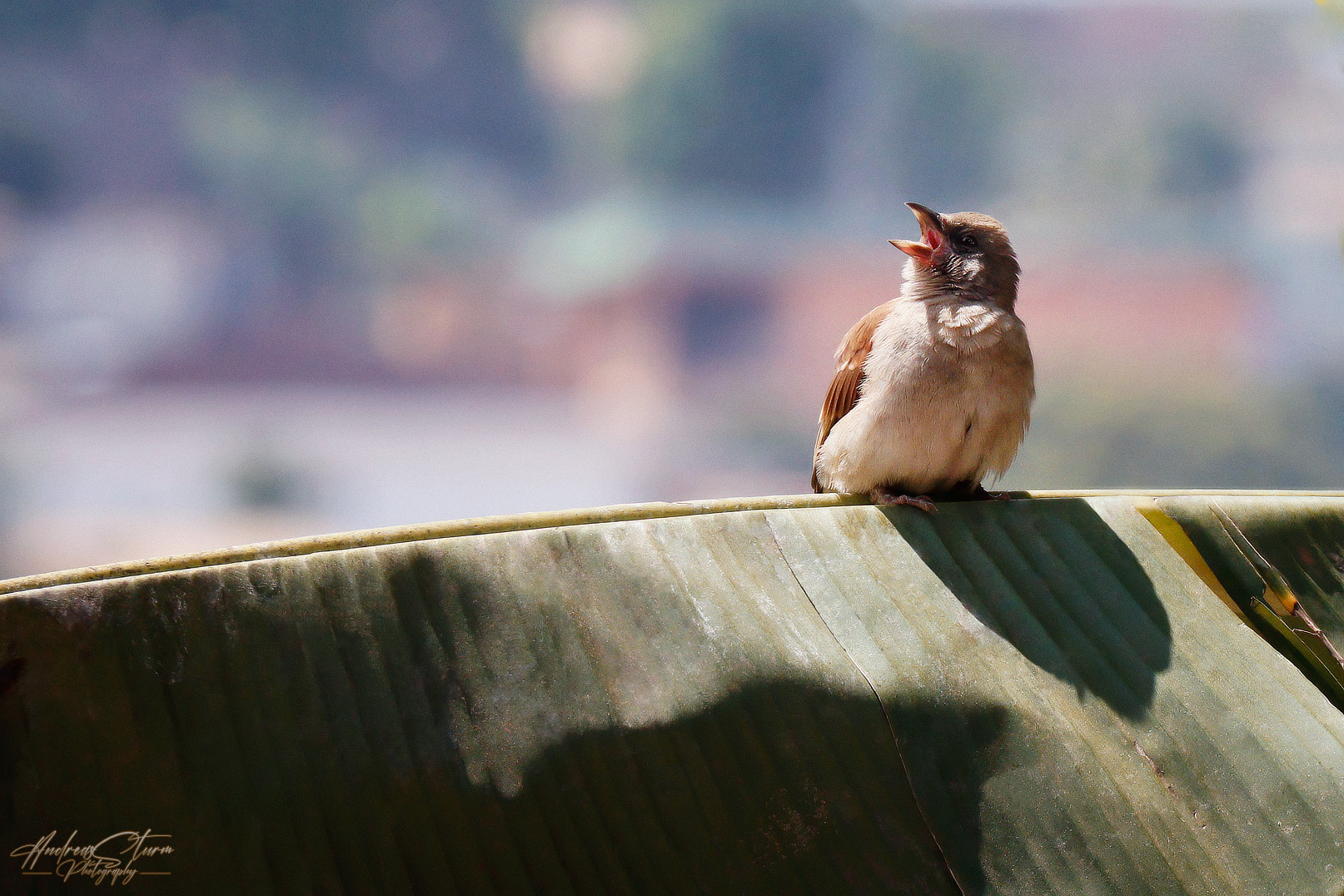 Kamerunischer Moineau