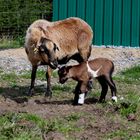 Kamerunmama und ihr zwei Tage altes Lämmchen