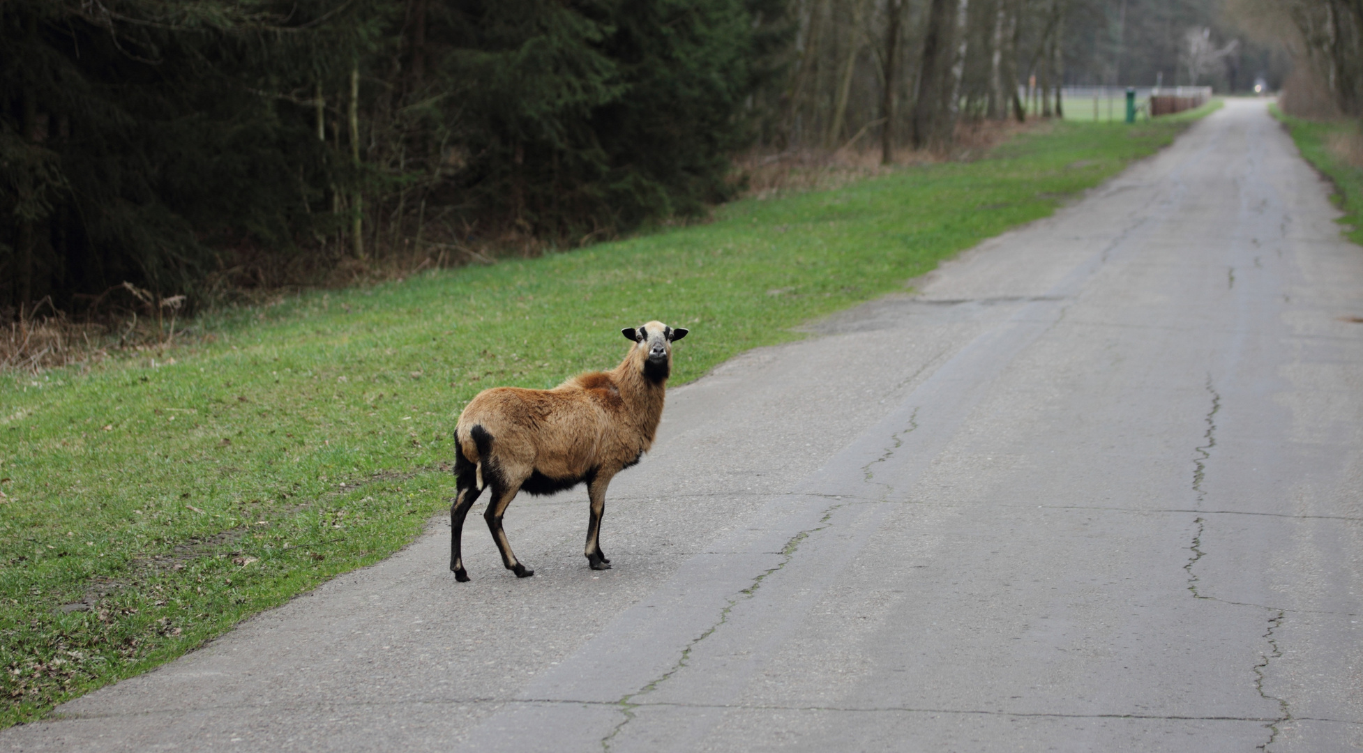 Kamerunschaf