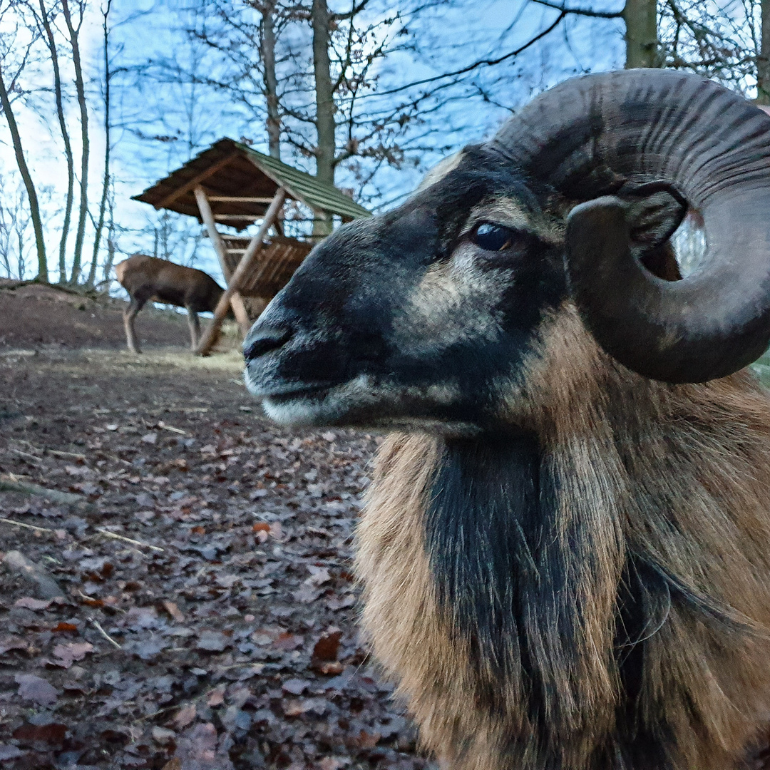 Kamerunschaf Widder