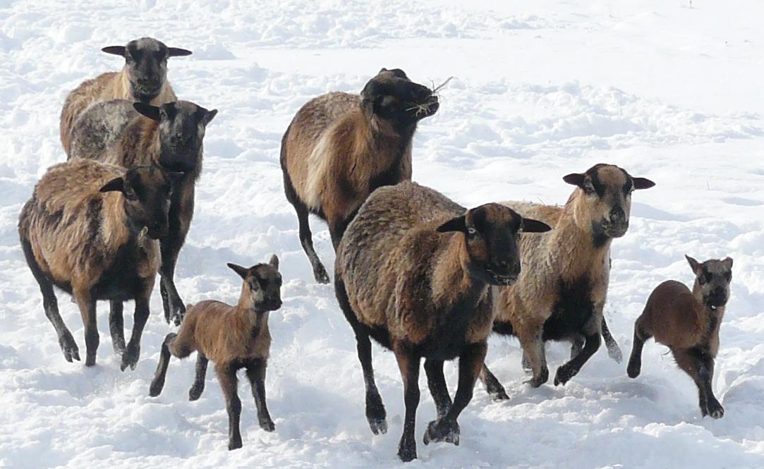 Kamerunschafe im Schnee