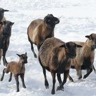 Kamerunschafe im Schnee