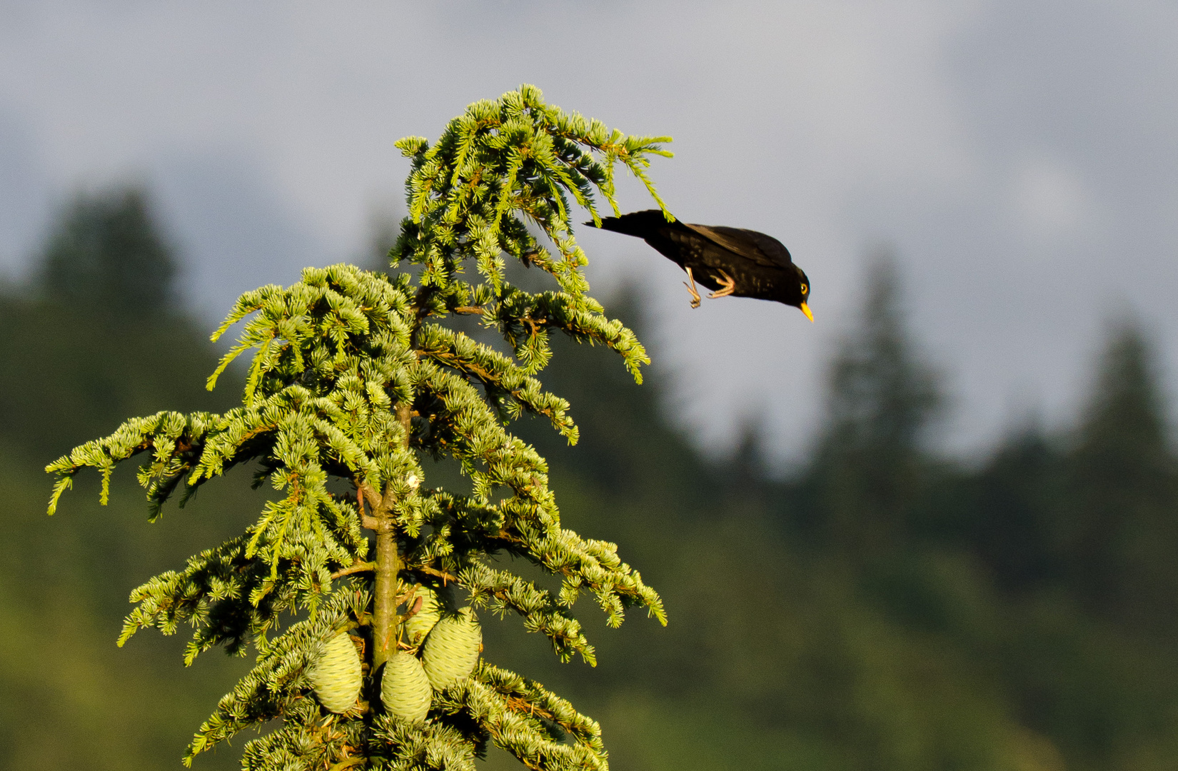 Kamikaze Amsel