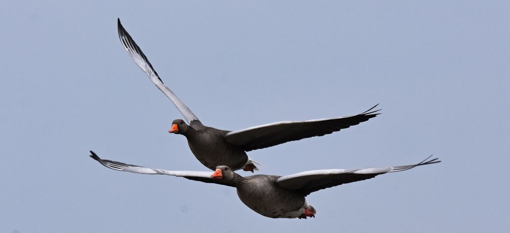 Kamikaze Foto & Bild tiere, wildlife, wild lebende vögel Bilder auf