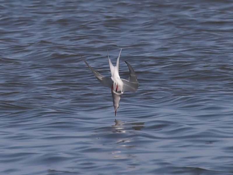 Kamikaze Foto & Bild tiere, wildlife, wild lebende vögel Bilder auf