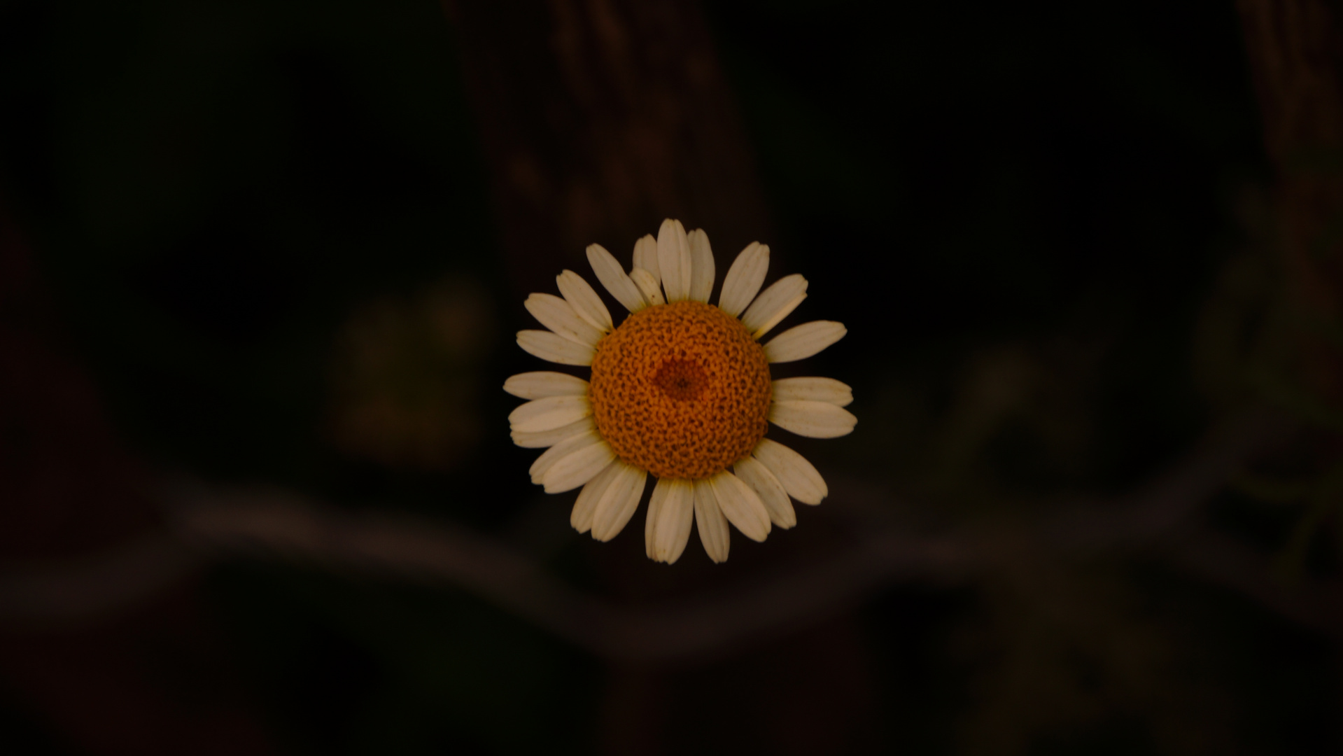 Kamille Foto & Bild | fotos, natur, natur-kreativ Bilder auf fotocommunity