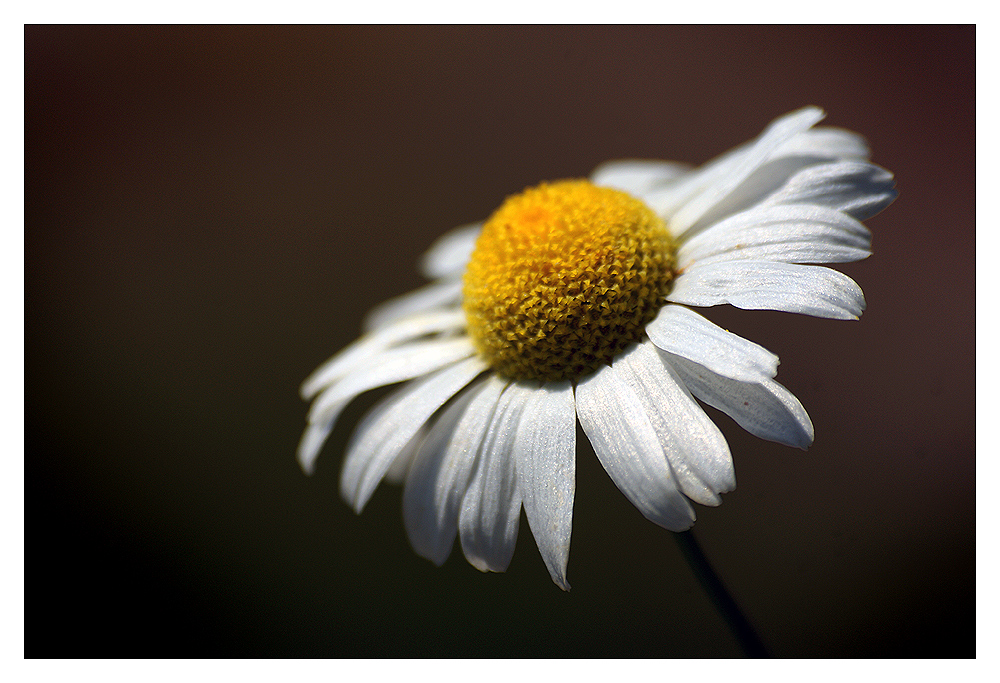 Kamille Foto & Bild | pflanzen, pilze & flechten, blüten ...