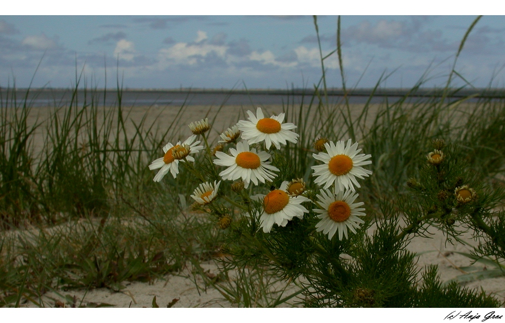 .... Kamille am Strand ....