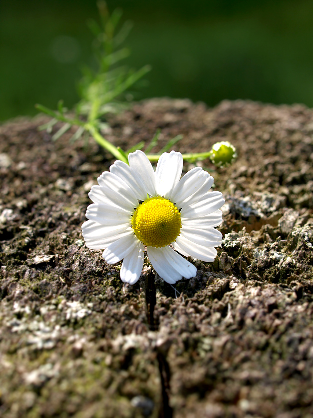 kamille Foto & Bild | pflanzen, pilze & flechten, heilpflanzen, natur ...