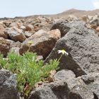 Kamille, ca. 200 Meter unterhalb des Teide-Gipfels ( 01.08.13 )