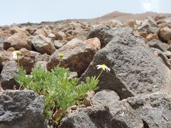 Kamille, ca. 200 Meter unterhalb des Teide-Gipfels ( 01.08.13 )