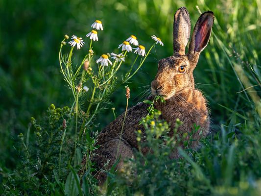 Kamille, de Has kütt!