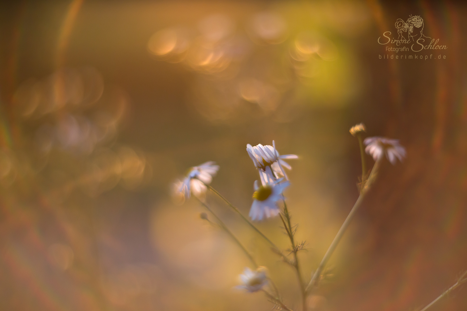 Kamille im Bokeh